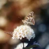 Outlet Vlinder op witte bloem fotobehang Dieren | Bloemen