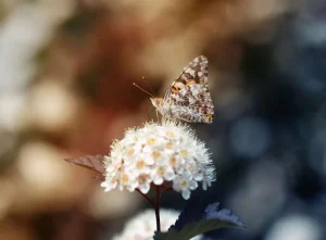Outlet Vlinder op witte bloem fotobehang Dieren | Bloemen