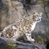 Discount Volwassen sneeuwluipaard op een rots fotobehang Dieren
