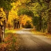 Clearance Weg met Bomen in de Herfst fotobehang Bloemen | 3d