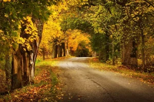 Clearance Weg met Bomen in de Herfst fotobehang Bloemen | 3d