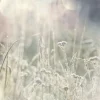 Clearance Weide planten in de zon met een wazige achtergrond fotobehang Slaapkamer | Bloemen