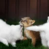 Best Welpje speelt met Zwitserse witte herders fotobehang Dieren