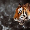 Clearance Wilde Tijger op zoek naar prooi fotobehang Dieren