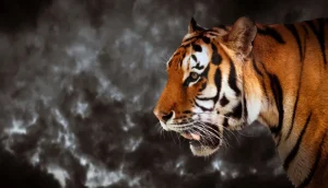 Clearance Wilde Tijger op zoek naar prooi fotobehang Dieren