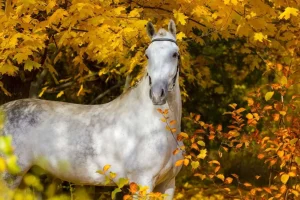 Sale Wit Paard in de Herfst fotobehang Bloemen