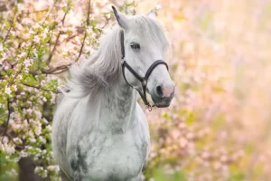 Outlet Wit Paard met Bloesem in Lente fotobehang Bloemen