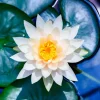 Discount Witte lotusbloem met gele kern fotobehang Bloemen