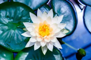 Discount Witte lotusbloem met gele kern fotobehang Bloemen
