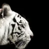 Fashion Witte tijger op zwarte achtergrond fotobehang Dieren