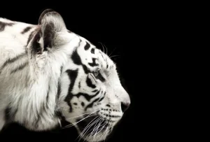 Fashion Witte tijger op zwarte achtergrond fotobehang Dieren