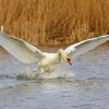 Hot Witte zwaan vliegt weg fotobehang Dieren