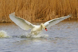 Hot Witte zwaan vliegt weg fotobehang Dieren