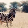Outlet Zebra in het wild fotobehang Dieren