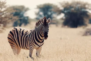 Outlet Zebra in het wild fotobehang Dieren