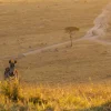 New Zebra maakt een wandeling bij zonsondergang fotobehang Dieren