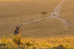 New Zebra maakt een wandeling bij zonsondergang fotobehang Dieren