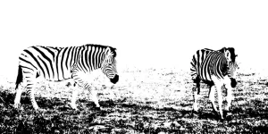 Outlet Zebra's in de weide design fotobehang Dieren