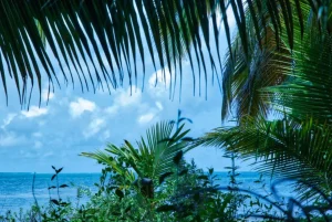 Discount Zee vanuit de jungle fotobehang Bloemen