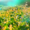 Hot Zomer in een weiland fotobehang Bloemen