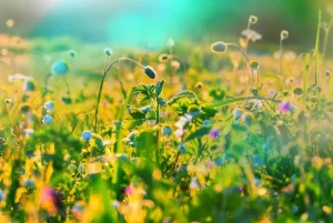 Hot Zomer in een weiland fotobehang Bloemen