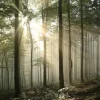 Fashion Zonlicht achter Bomen in Bos fotobehang Bloemen
