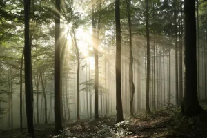 Fashion Zonlicht achter Bomen in Bos fotobehang Bloemen