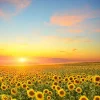 Clearance Zonnebloemen bij zonsondergang fotobehang Bloemen