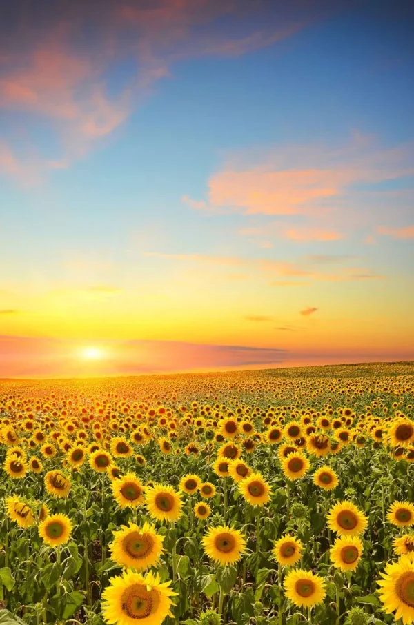 Clearance Zonnebloemen bij zonsondergang fotobehang Bloemen
