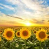 Hot Zonnebloemen bij zonsopkomst fotobehang Bloemen