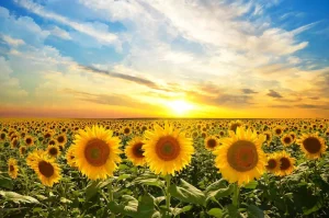Hot Zonnebloemen bij zonsopkomst fotobehang Bloemen