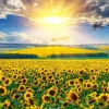 Sale Zonnebloemen Veld met Opkomende Zon fotobehang Bloemen
