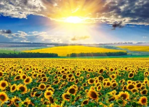 Sale Zonnebloemen Veld met Opkomende Zon fotobehang Bloemen