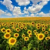 Sale Zonnebloemveld onder een heldere lucht fotobehang Bloemen