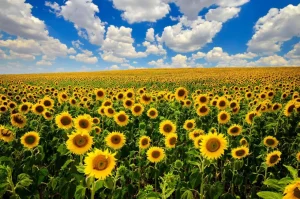 Sale Zonnebloemveld onder een heldere lucht fotobehang Bloemen
