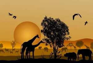 New Zonsondergang in een Afrikaans veld fotobehang Dieren