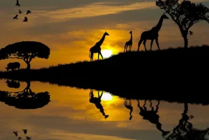 Outlet Zonsondergang in een tropisch gebied fotobehang Dieren