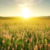 Fashion Zonsopkomst bij een bloemenveld fotobehang Bloemen