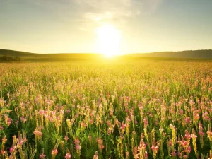 Fashion Zonsopkomst bij een bloemenveld fotobehang Bloemen