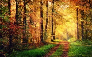 Sale Zonsopkomst in het bos fotobehang Bloemen