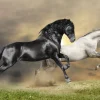 Online Zwart & Wit Paard op Gras fotobehang Dieren
