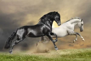 Online Zwart & Wit Paard op Gras fotobehang Dieren