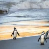 Sale Zwartvoetpinguïns lopen uit de zee fotobehang Dieren