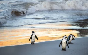 Sale Zwartvoetpinguïns lopen uit de zee fotobehang Dieren